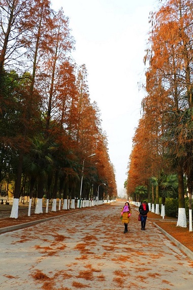 西校区图书馆后门道路.jpg